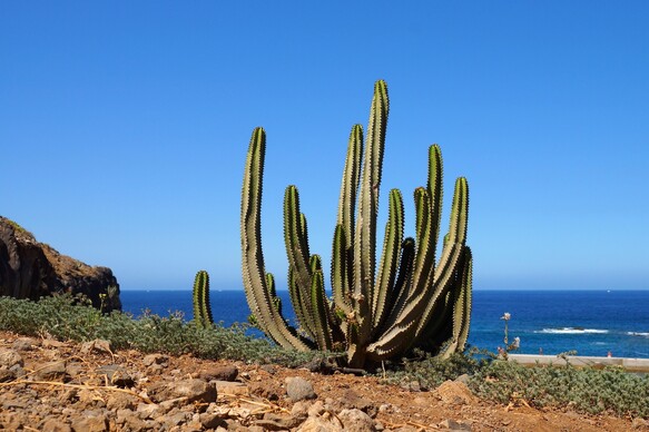 Große Kaktuspflanze auf trockener Erde mit Blick aufs Meer auf Teneriffa.
